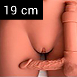 Penis 19 cm